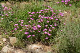 Image of Delosperma cooperi (Hook. fil.) L. Bol.