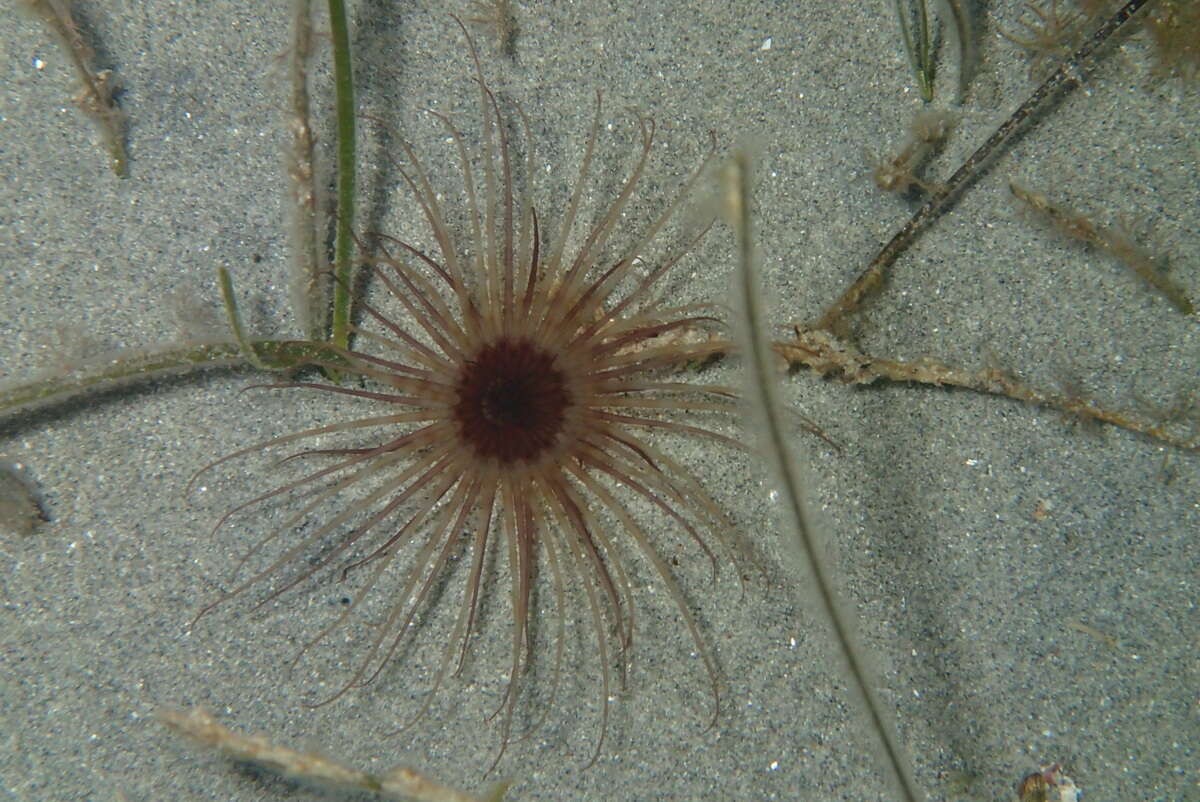 Image de Pachycerianthus solitarius (Rapp 1829)