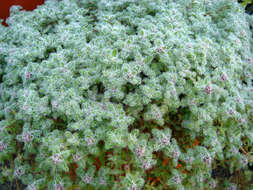 Image of creeping thyme