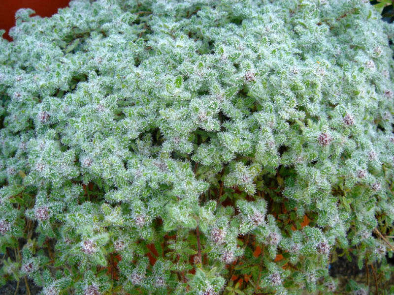 Image of creeping thyme