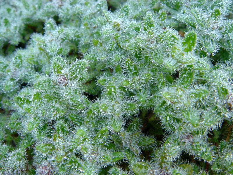 Image of creeping thyme