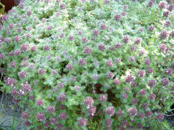 Image of creeping thyme