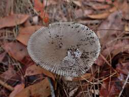 Image of Amanita cheelii P. M. Kirk 2013