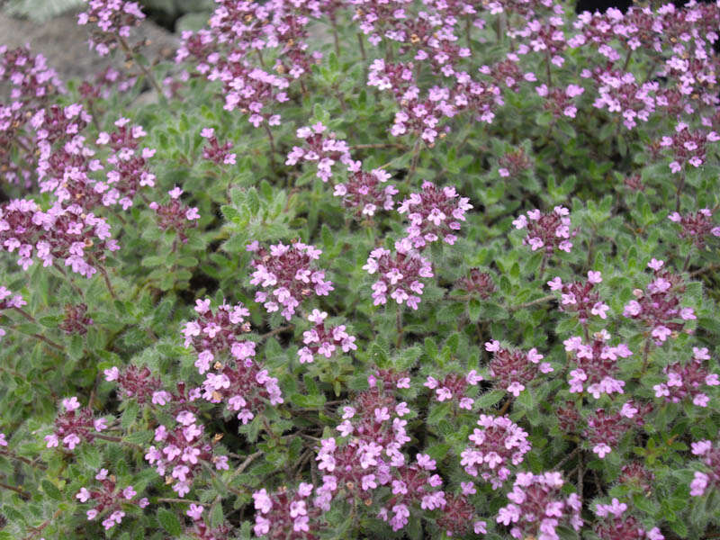 Слика од Thymus serpyllum L.