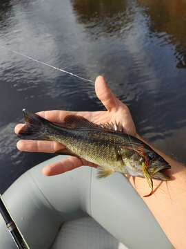 Image of Suwannee Bass