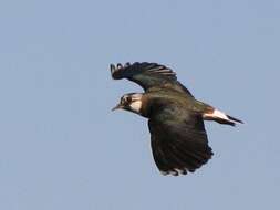 Image of Lapwing