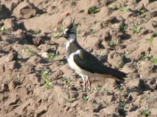 Image of Lapwing