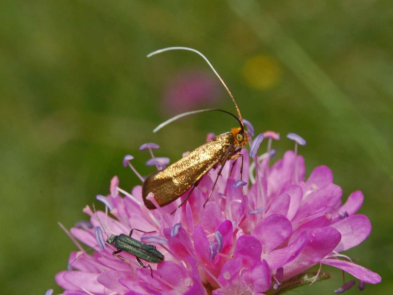 Image of Nemophora metallica