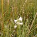 Imagem de Spiranthes diluvialis Sheviak