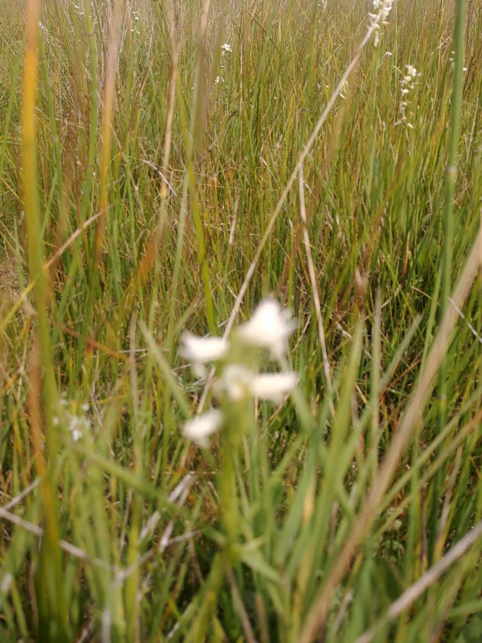 صورة Spiranthes diluvialis Sheviak