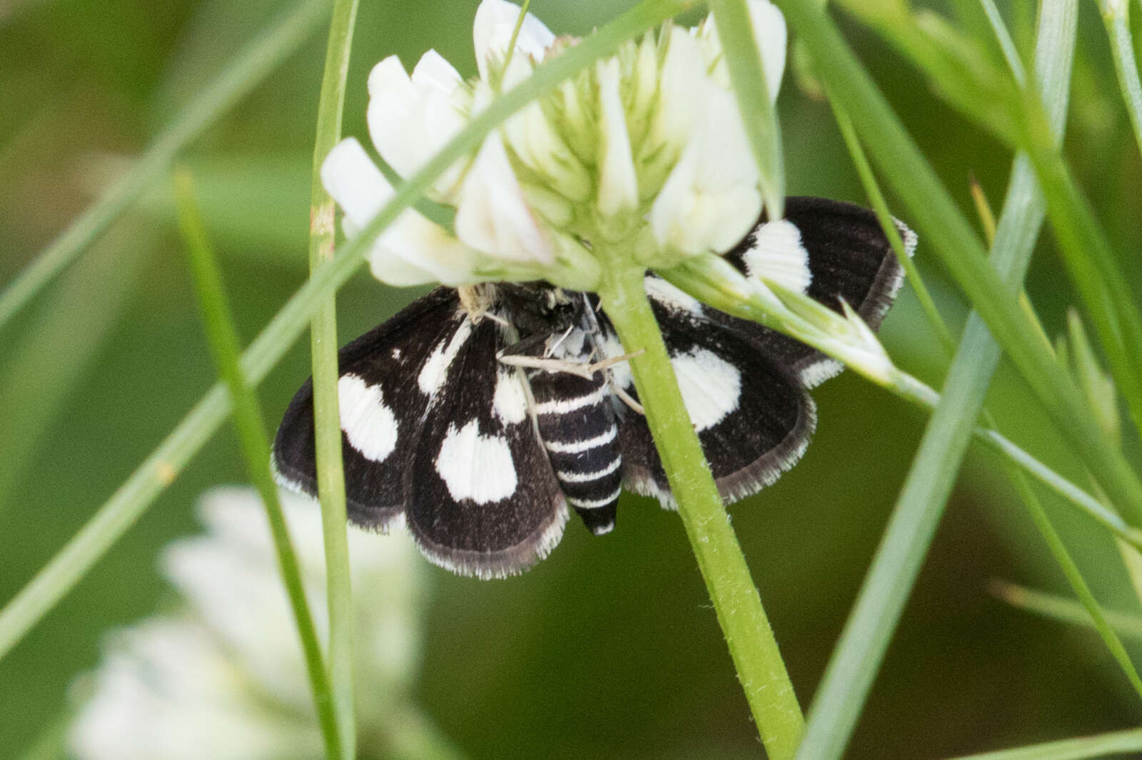 Anania funebris resmi