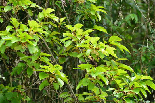 Image of Actinidia rufa (Sieb. & Zucc.) Planch. ex Miq.