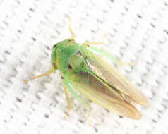 Image de Macropsis (Macropsis) notata Prohaska 1923