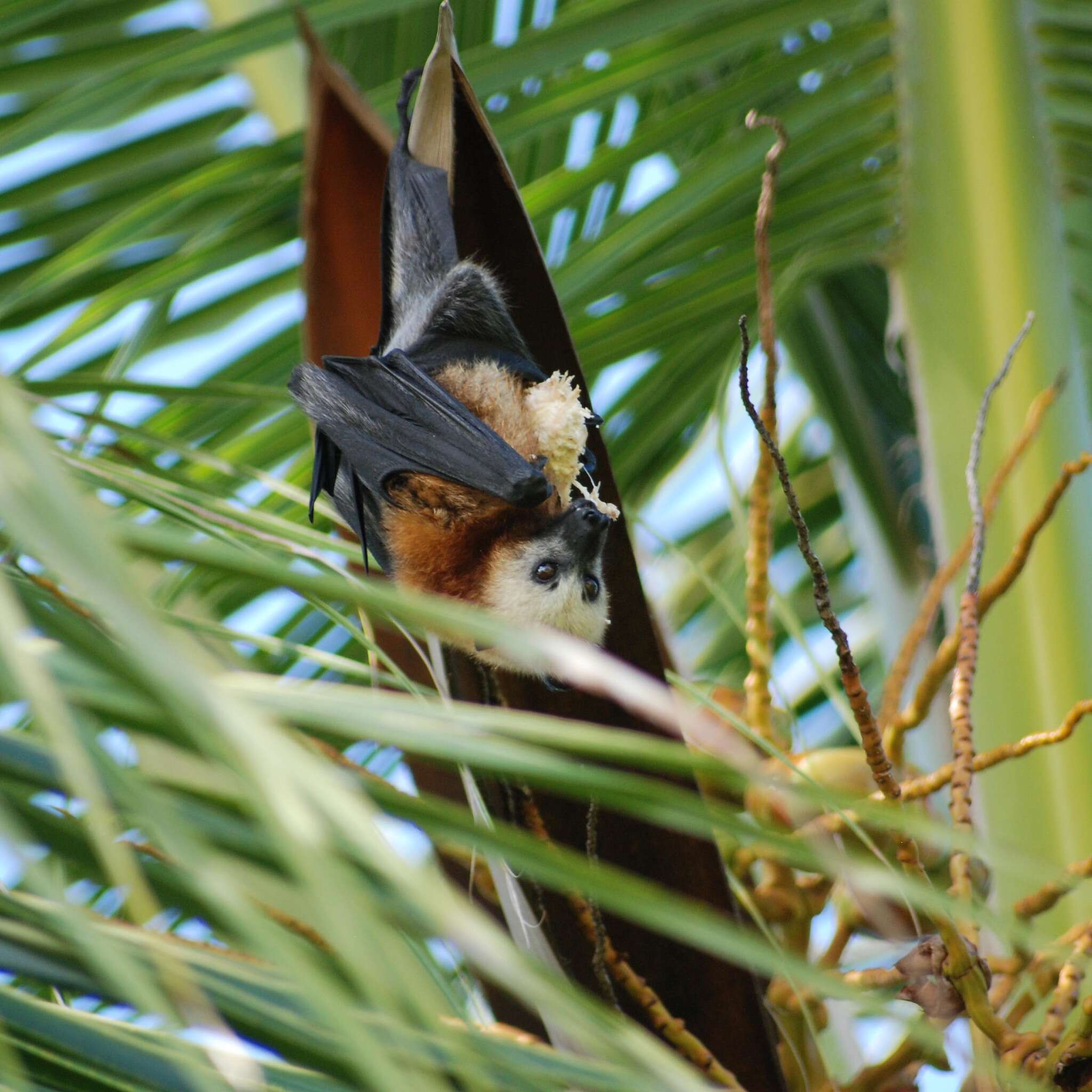 Image de Pteropus aldabrensis True 1893