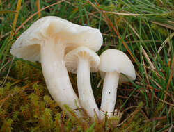 Image of Snowy Waxcap