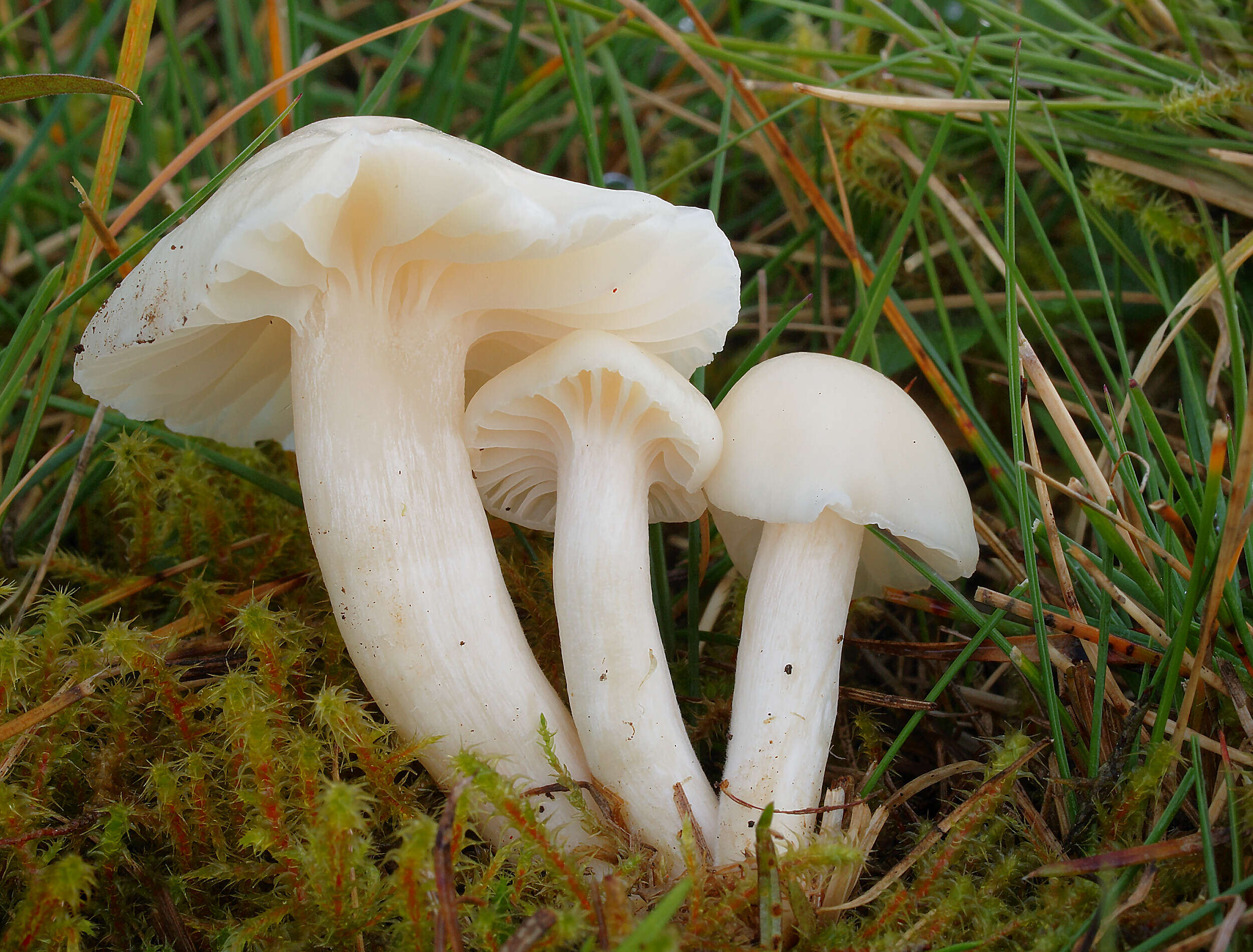 Image of Snowy Waxcap