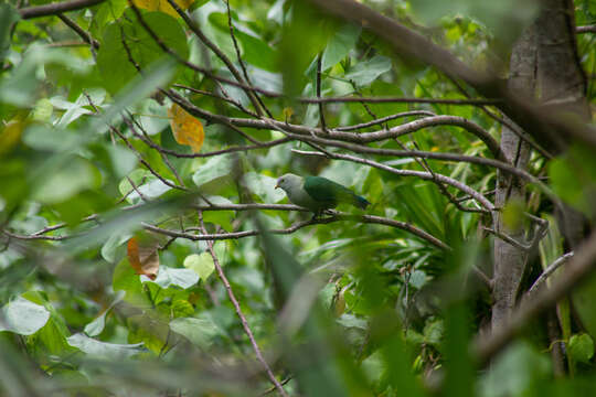 Image of Grey-green Fruit Dove