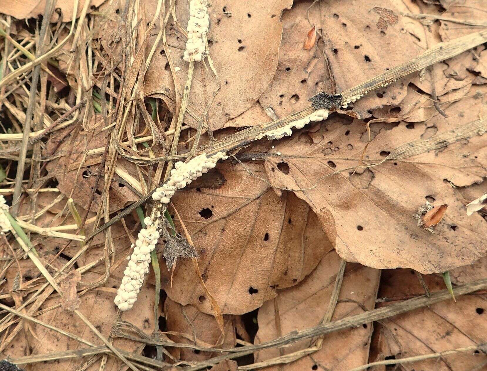 Image of Diderma meyerae