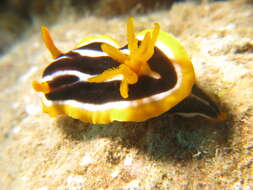 Image of Chromodoris africana Eliot 1904