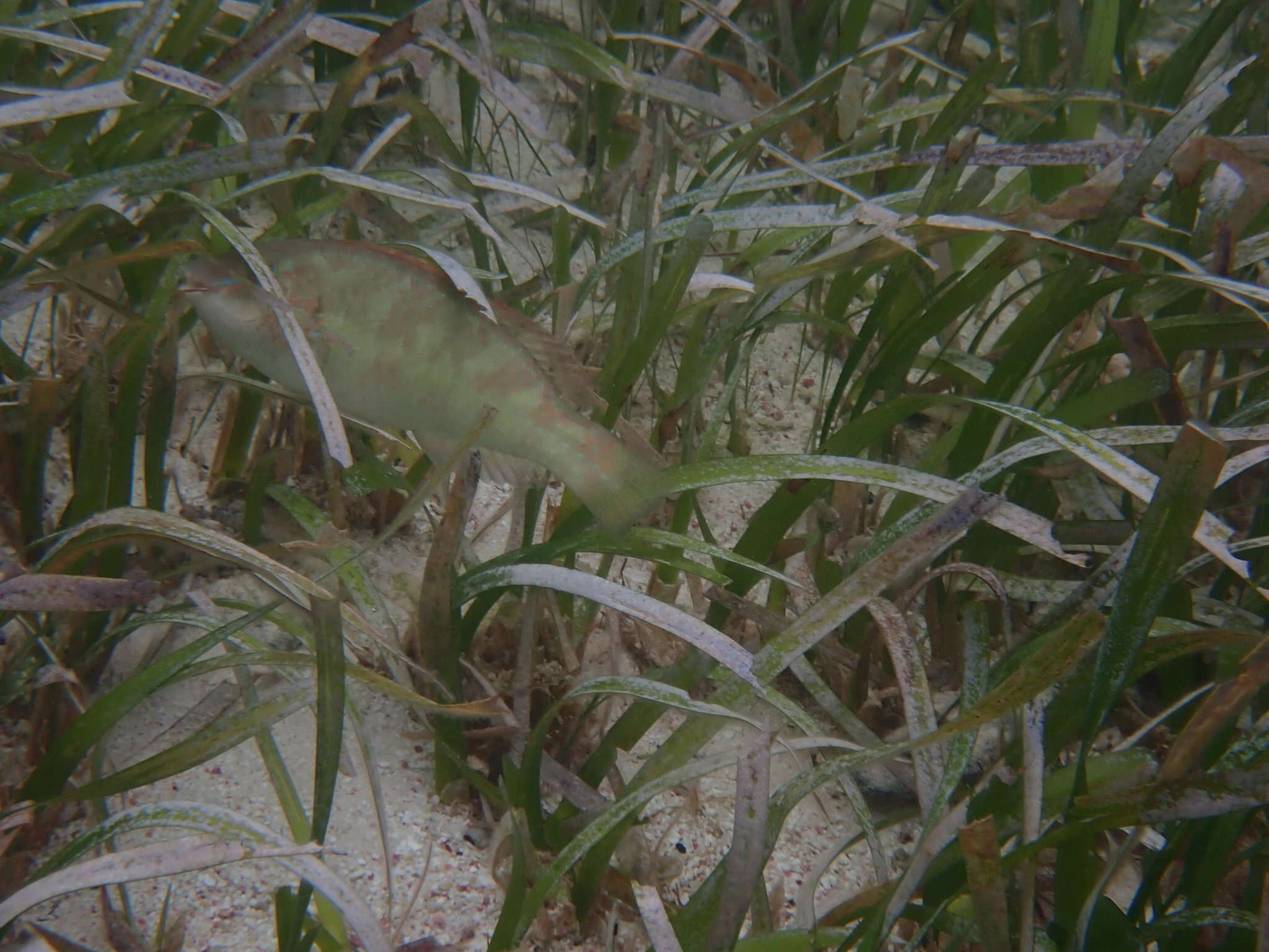 Image of Bucktooth Parrotfish