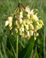 Image de Asclepias meadii Torr. ex A. Gray