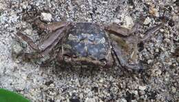 Image of humic marsh crab