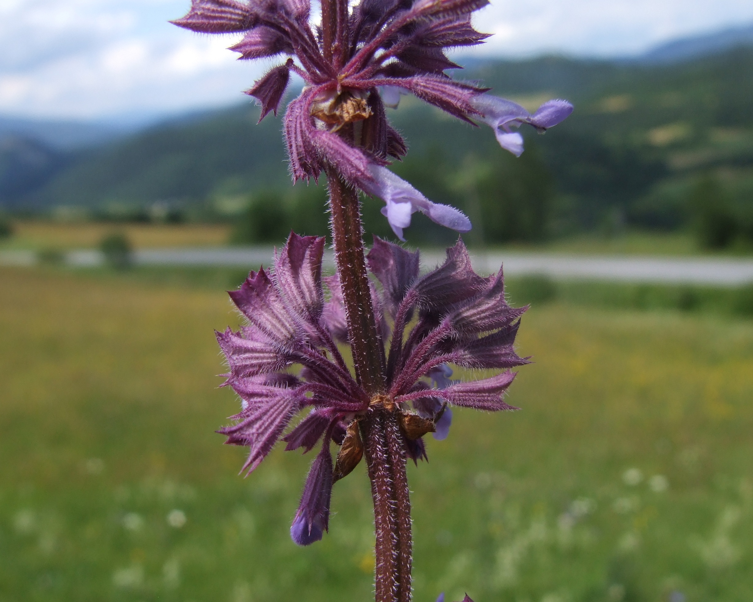 Salvia verticillata (rights holder: Jerzy Opioła)