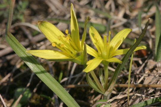 Image of Gagea pusilla (F. W. Schmidt) Sweet