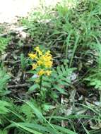 Image de Platanthera cristata (Michx.) Lindl.