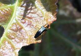 Image of Agrilus pratensis (Ratzeburg 1837)