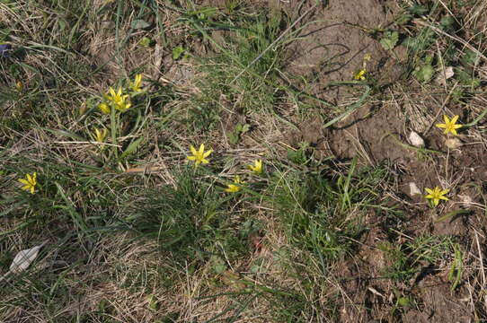 Image of Gagea pusilla (F. W. Schmidt) Sweet