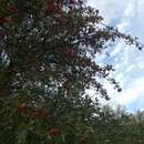 Imagem de <i>Crataegus <i>azarolus</i></i> var. azarolus