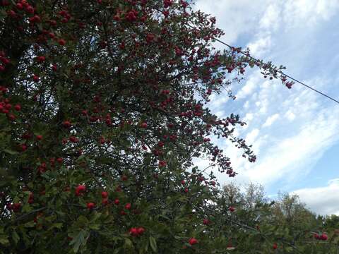 Imagem de <i>Crataegus <i>azarolus</i></i> var. azarolus