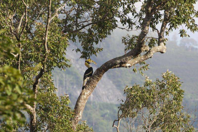 Image of Great Indian Hornbill