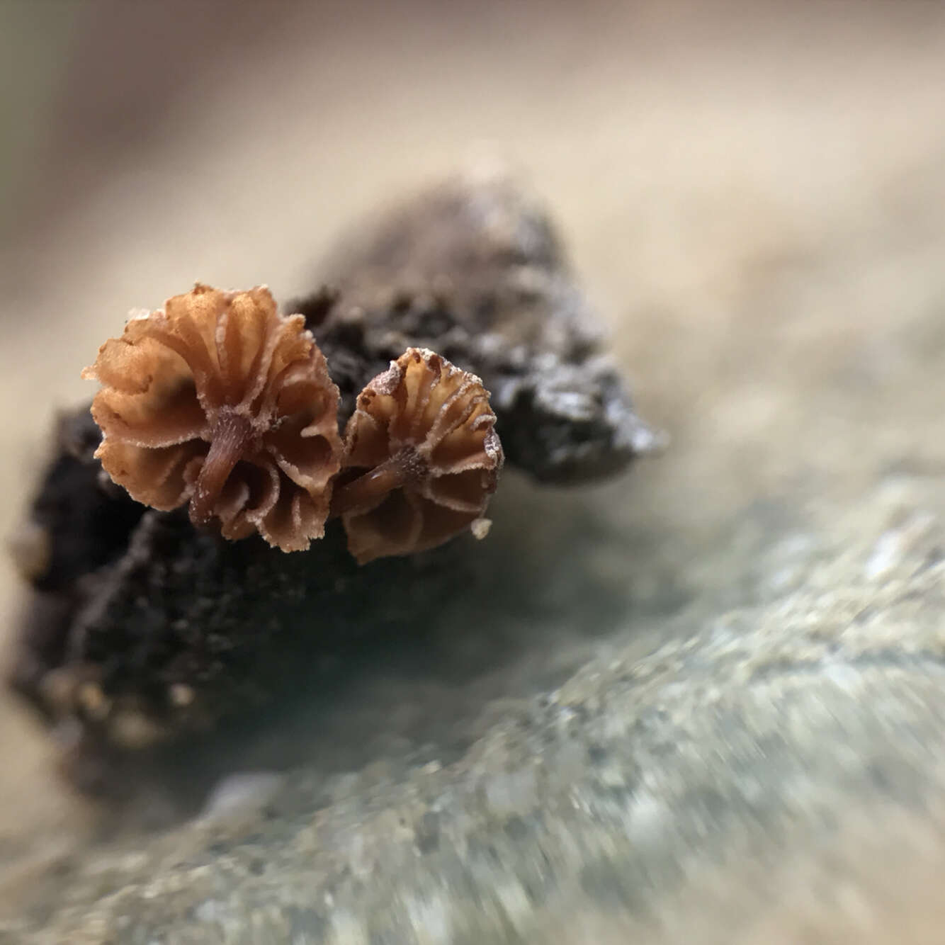 Image of Phaeomarasmius rimulincola (Rabenh.) Scherff. 1914