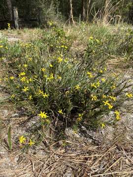 Image of Pityopsis aequilifolia