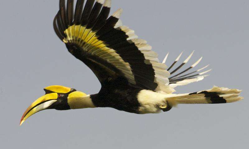 Image of Great Indian Hornbill