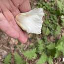 Image of Mountain Camellia