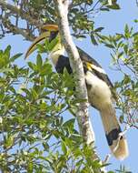 Image of Great Indian Hornbill