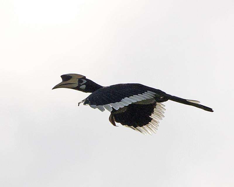 Image of Oriental Pied Hornbill