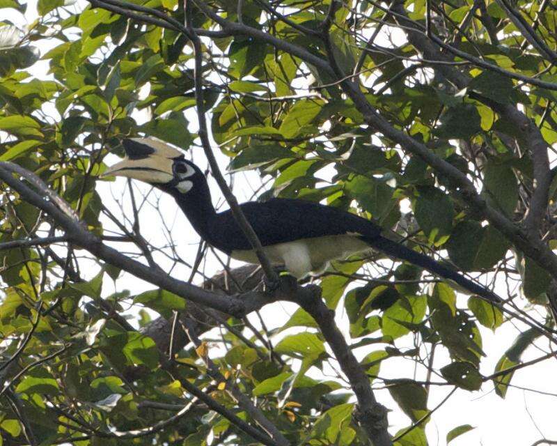 Image of Oriental Pied Hornbill