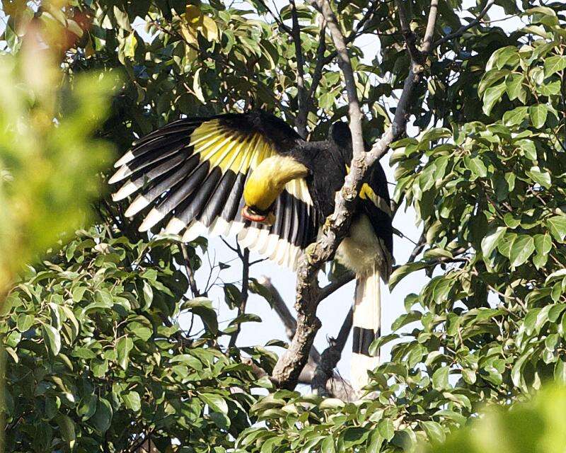 Image of Great Indian Hornbill