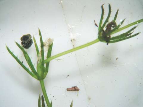 Image of Delicate Stonewort