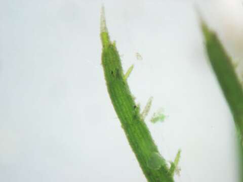 Image of Delicate Stonewort