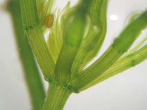 Image of Delicate Stonewort