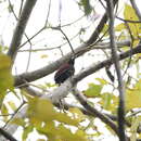 Image of Banded Woodpecker