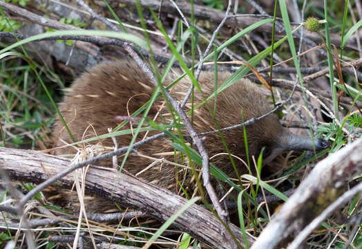 Image of Short-beaked Echidnas