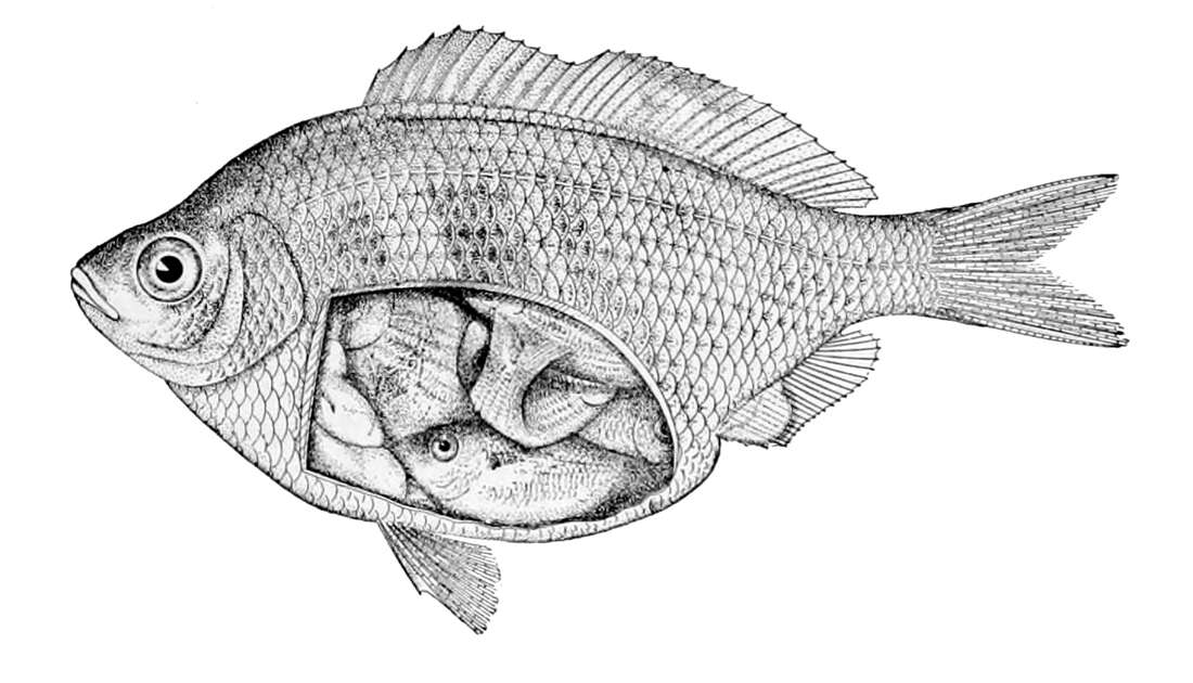 Image of Cymatogaster