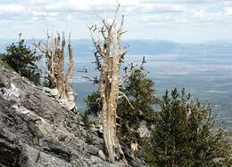 Image of Great Basin bristlecone pine