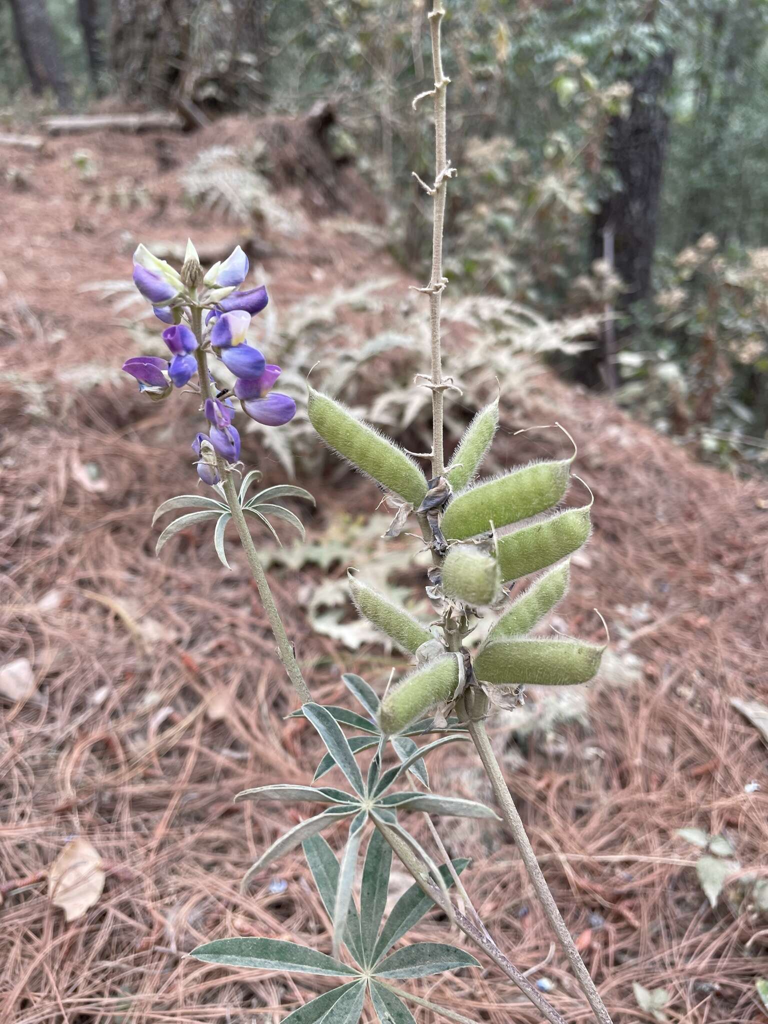 Image of Lupinus montanus Kunth